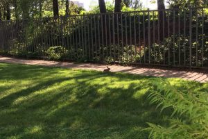 rabbit by a fence